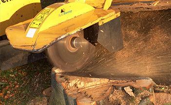 Stump Grinding and Treatment