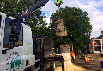 Tree Removal Services