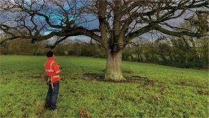 Tree Surveys